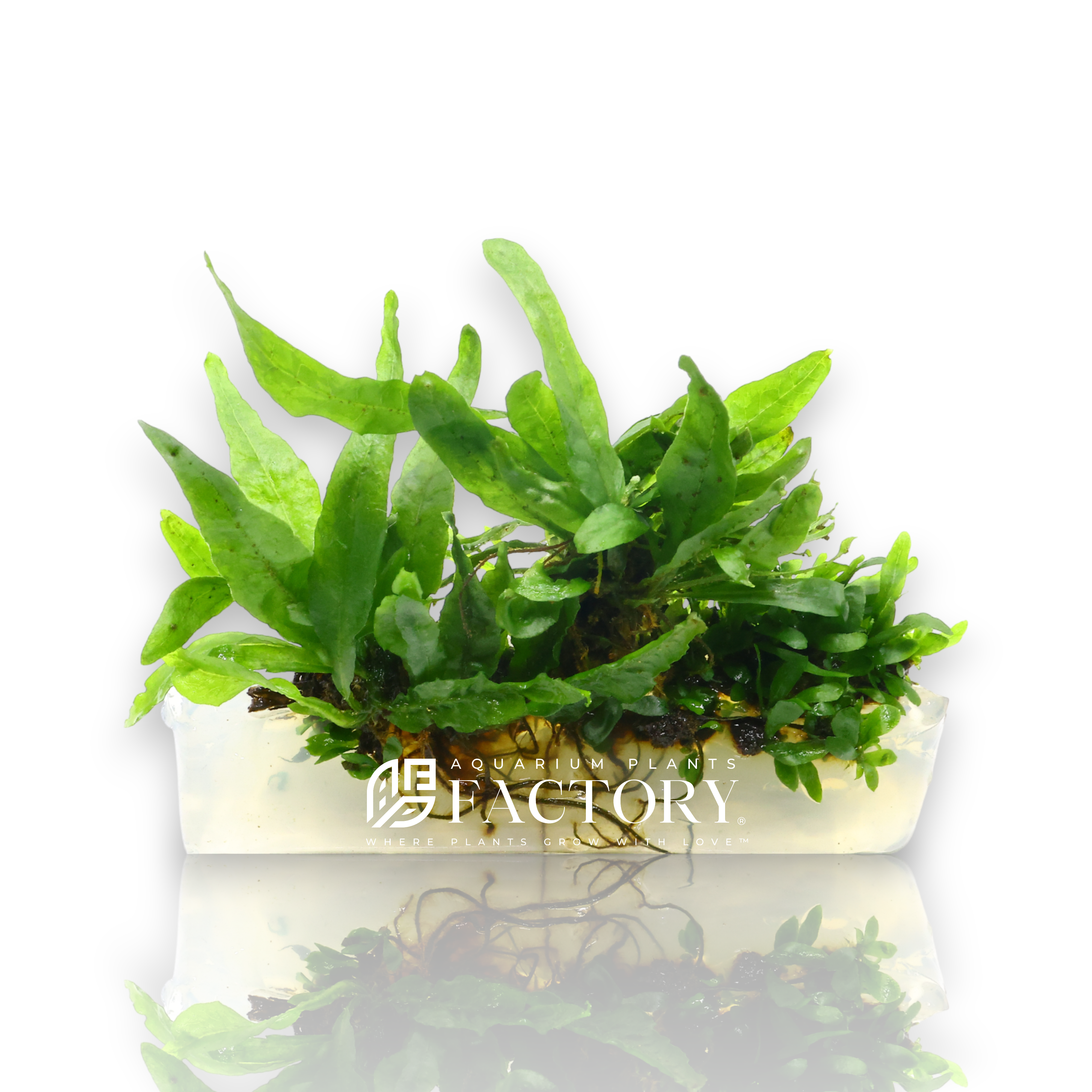 Java Fern (Microsorum pteropus) is a staple species in freshwater aquascaping, renowned for its resilience and adaptability. Our tissue culture specimens provide a pristine start, free from pathogens and contaminants.