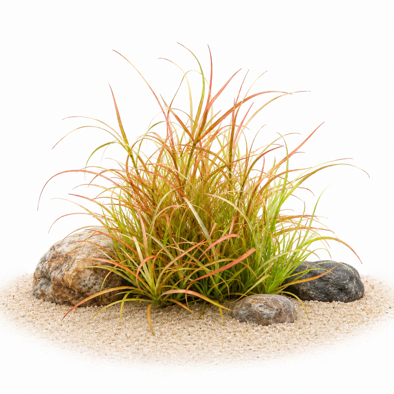 Submerged Juncus Repens showing vibrant red and orange needle-like leaves in a high-light freshwater aquascape.