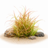 Submerged Juncus Repens showing vibrant red and orange needle-like leaves in a high-light freshwater aquascape.