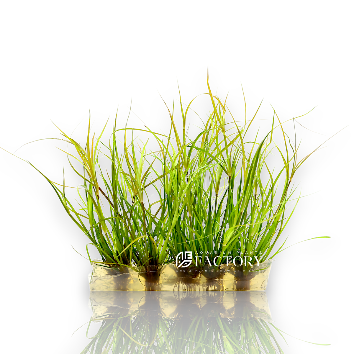 Juncus Repens Vitro Culture aquarium plant