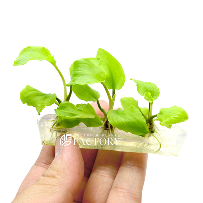 aA small, vibrant green Lagenandra Meeboldii plant in tissue culture, showing healthy leaves and roots within a sterile, sealed container to promote growth without soil or external contaminants