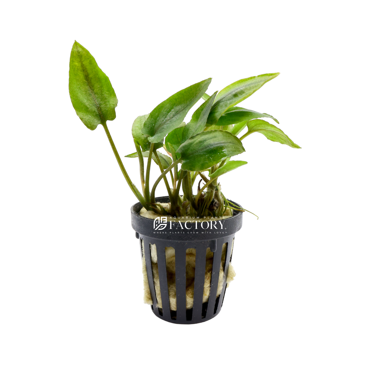Lagenandra Meeboldii Red aquarium plant, photo 2