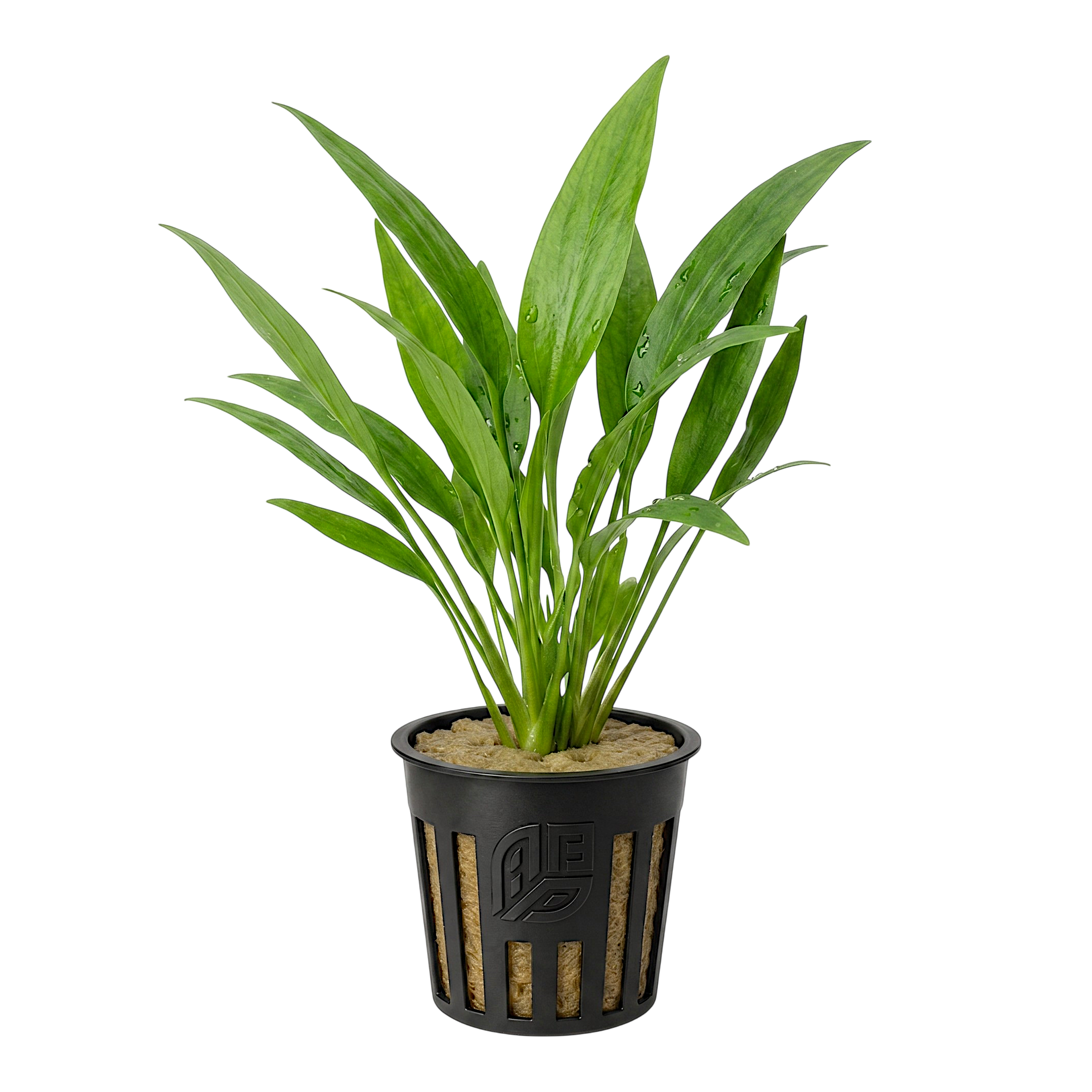 Lagenandra ovata (Malayan Sword) aquatic plant featuring broad, deep green leaves and a healthy creeping rhizome.