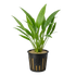 Lagenandra ovata (Malayan Sword) aquatic plant featuring broad, deep green leaves and a healthy creeping rhizome.