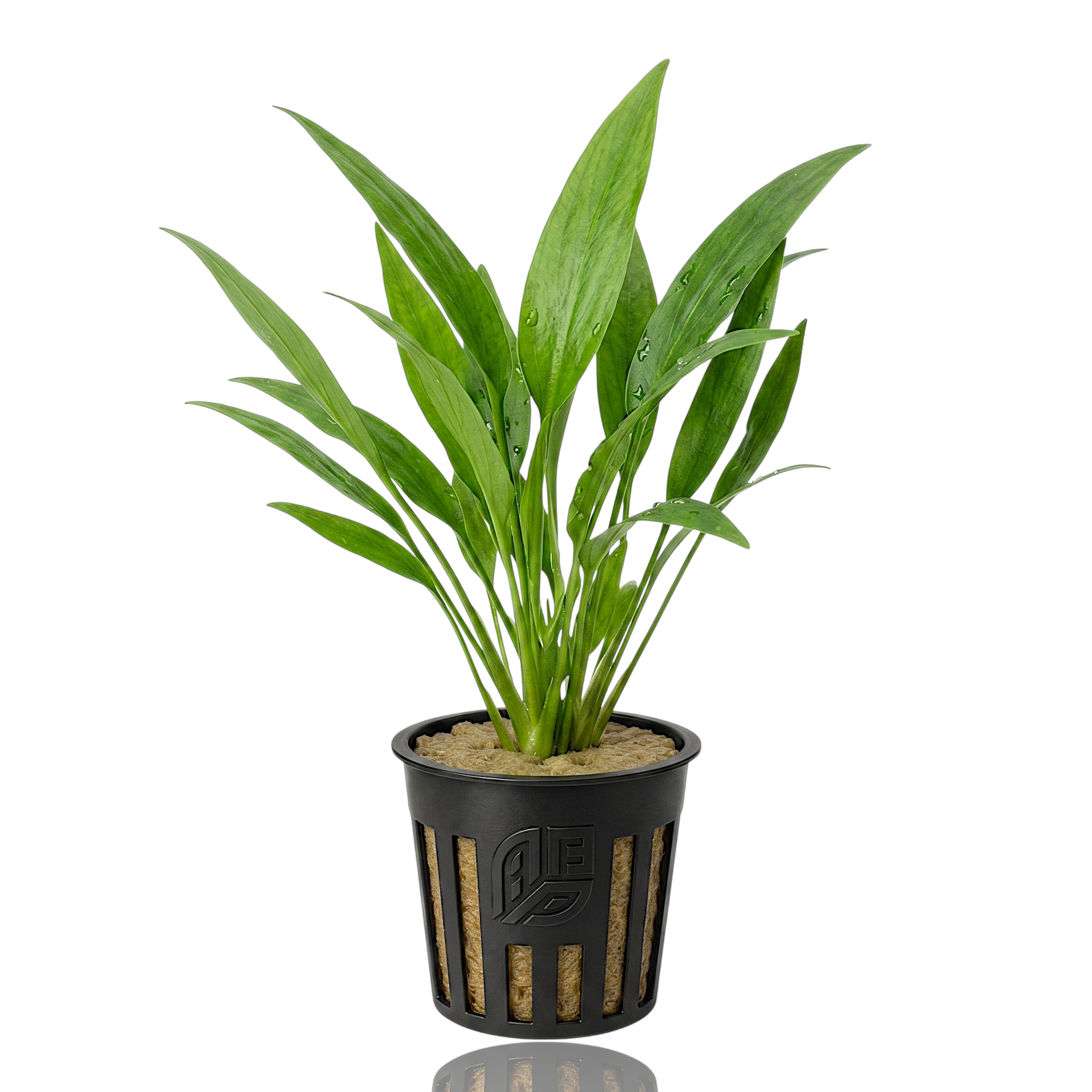 Potted Lagenandra ovata freshwater aquarium plant showing lush green, ovate leaves with slightly wavy edges in a net pot.