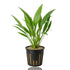 Potted Lagenandra ovata freshwater aquarium plant showing lush green, ovate leaves with slightly wavy edges in a net pot.