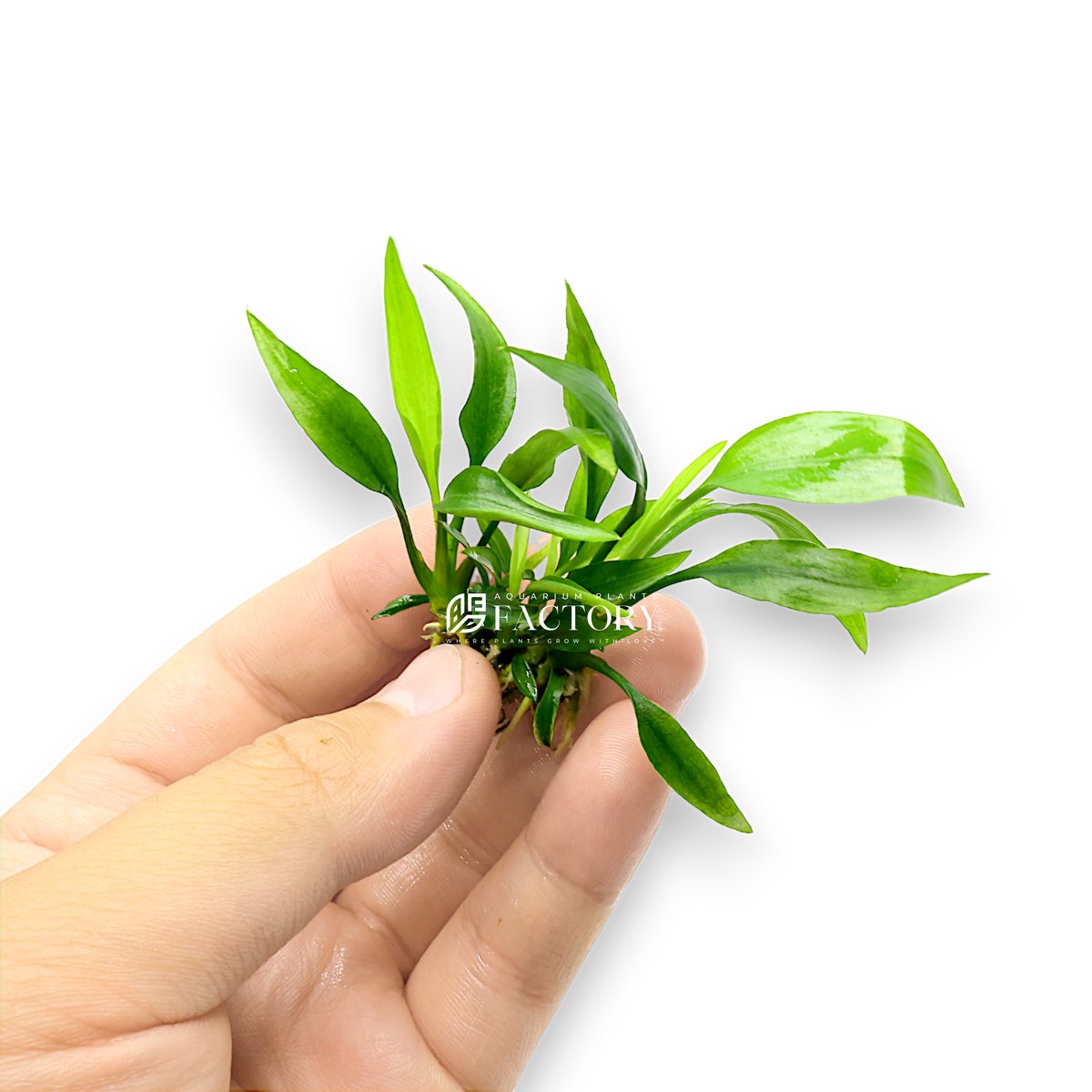 Lagenandra Ovata (Malayan Sword) aquarium plant, photo 2