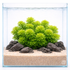 Vibrant green Limnophila Heterophylla aquarium plant featuring fine, feathery foliage against a clean white background.