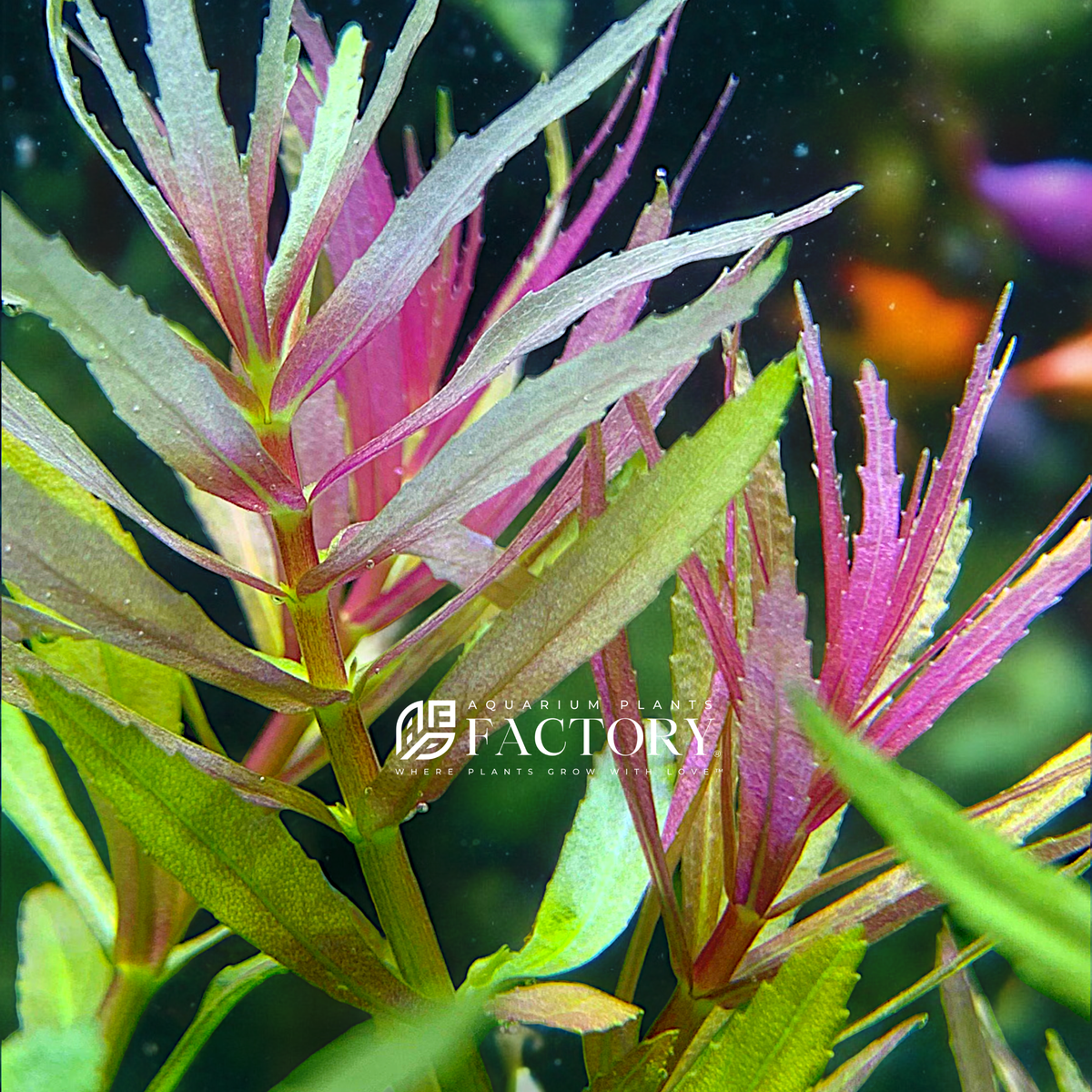 Limnophila Aromatica aquarium plant
