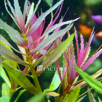Limnophila Aromatica, also known as Rice Paddy Herb, is a highly prized aquarium plant known for its aromatic leaves and vibrant green to purple coloration. This versatile plant is perfect for adding texture and color to midground and background areas in your aquarium, making it a favorite among aquascaping enthusiasts.