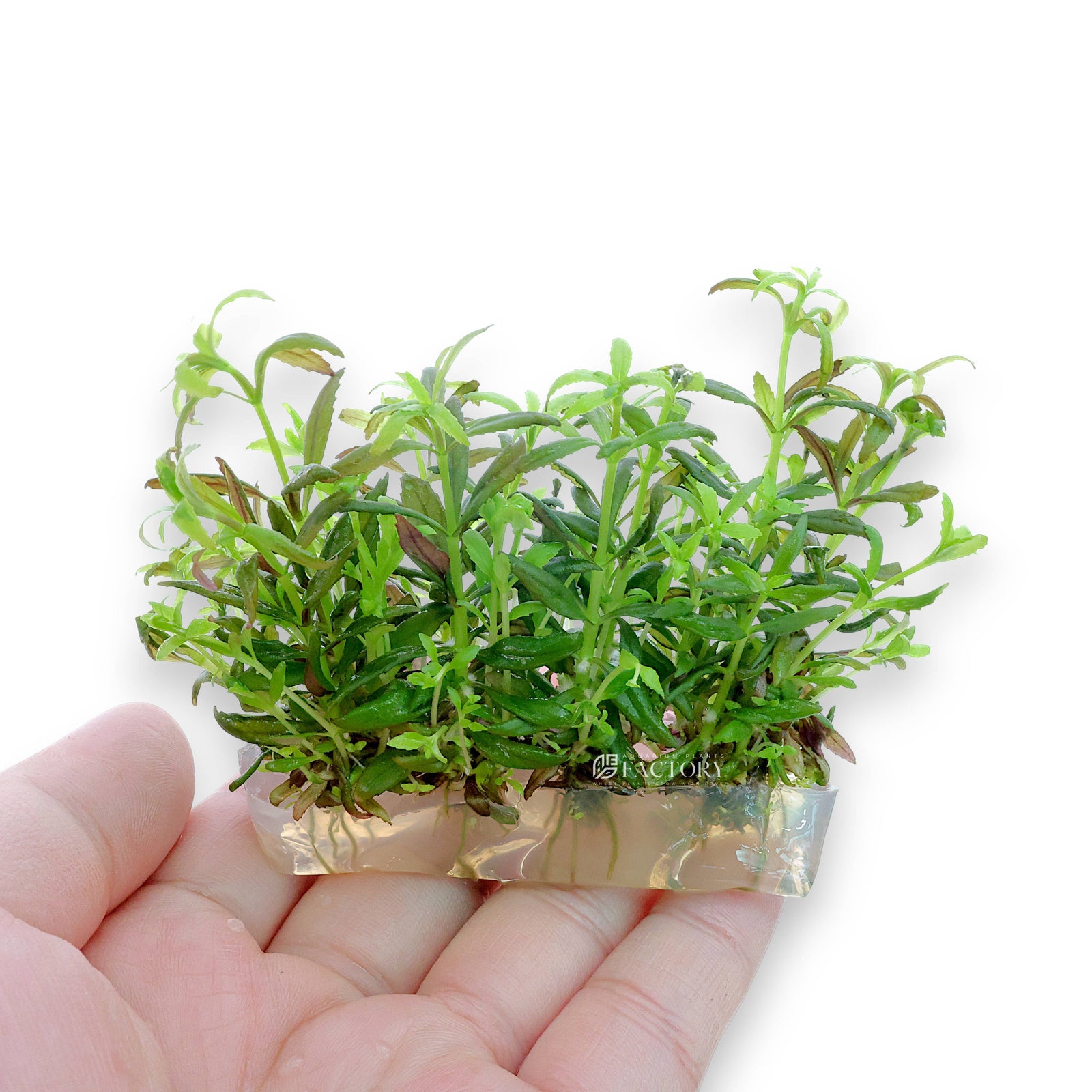 Close-up of Limnophila sp. ‘Belem’ Vitro Culture from Aquarium Plants Factory®, cultivated in a sterile 4-inch bag with lush, healthy green foliage.