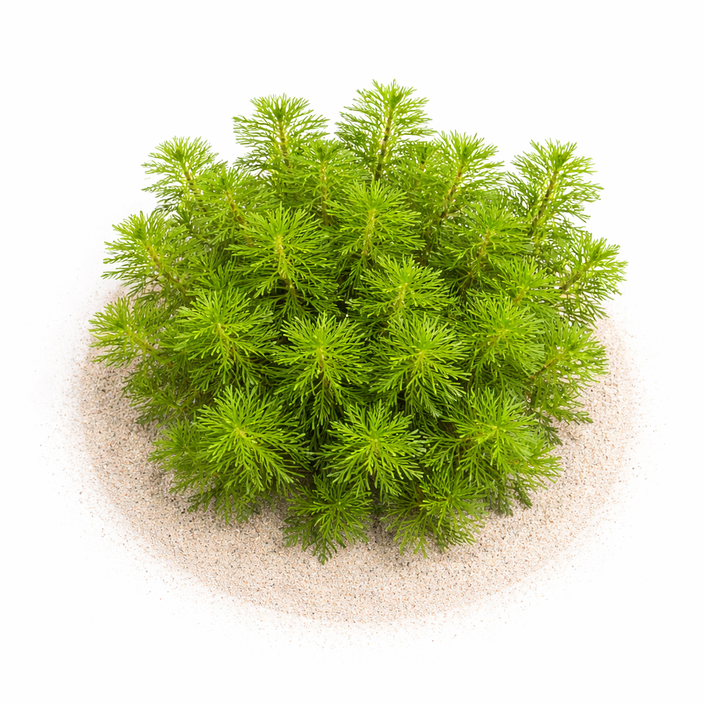 A dense bunch of Limnophila Heterophylla stem plants planted as a lush background in a freshwater aquascaped aquarium.