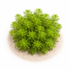 A dense bunch of Limnophila Heterophylla stem plants planted as a lush background in a freshwater aquascaped aquarium.