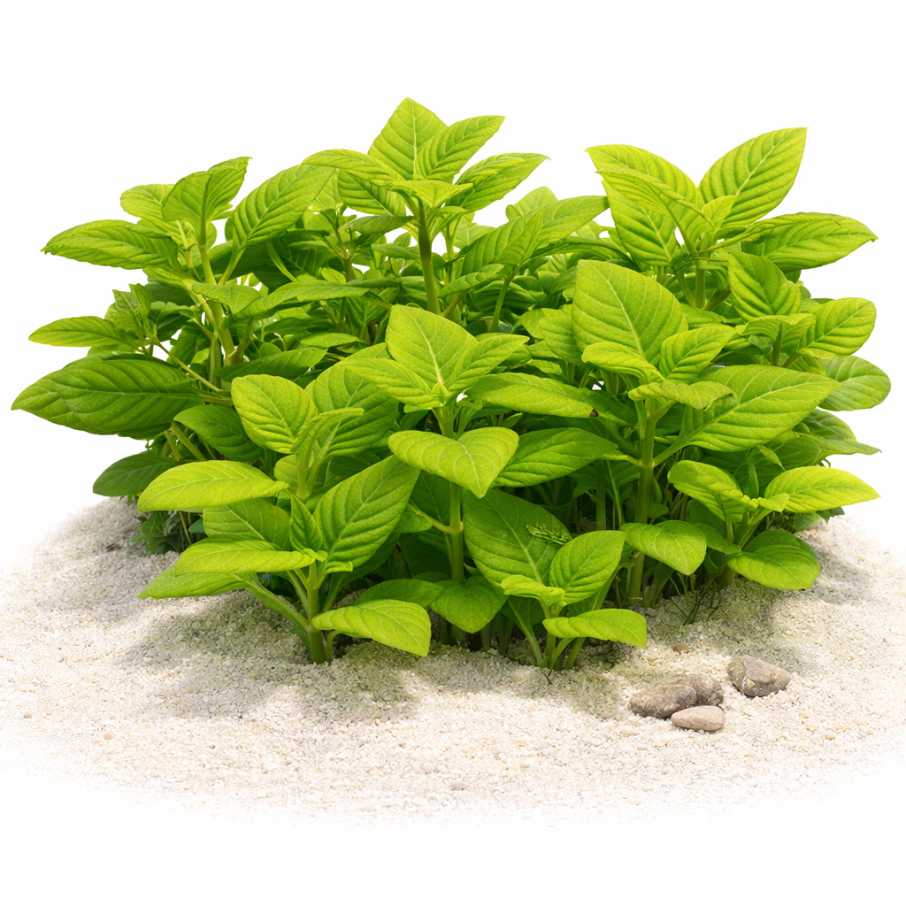 Limnophila Rugosa basil-leaf limnophila growing upright in freshwater aquarium