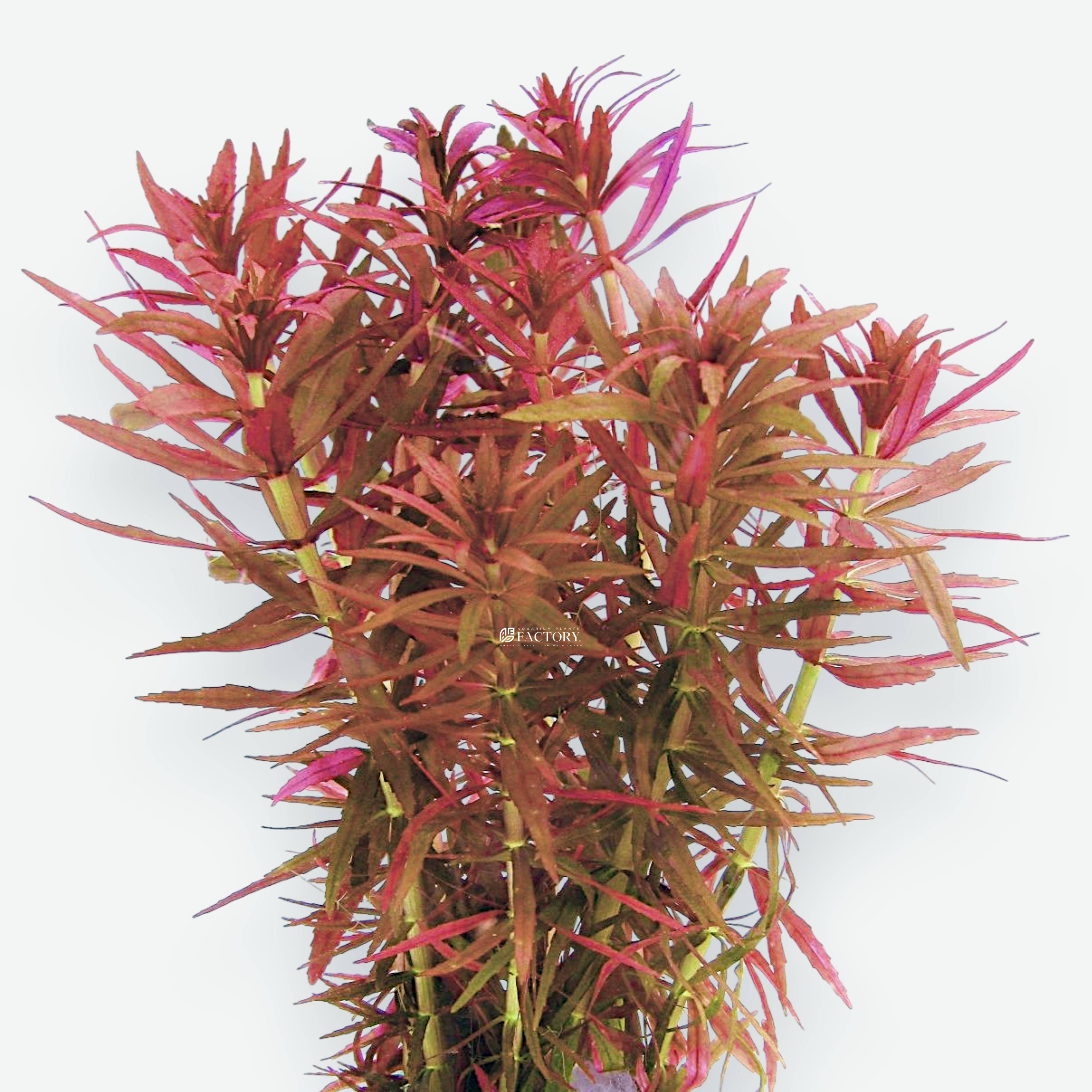 Close-up of Limnophila Belem foliage showing long, narrow leaves with red hues.