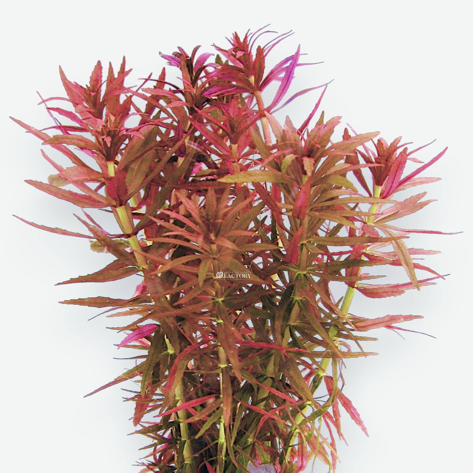 Close-up of Limnophila Belem foliage showing long, narrow leaves with red hues.