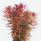 Close-up of Limnophila Belem foliage showing long, narrow leaves with red hues.
