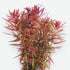 Close-up of Limnophila Belem foliage showing long, narrow leaves with red hues.