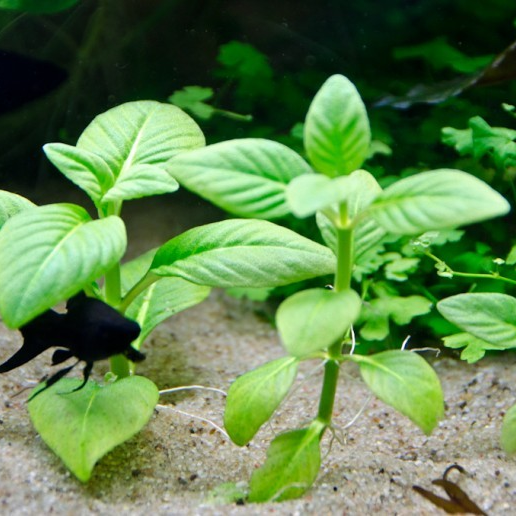 Limnophila rugosa grows slowly and needs little care. It grows best in soft water with added CO2 and a good supply of both macronutrients and micronutrients. If the plant isn&