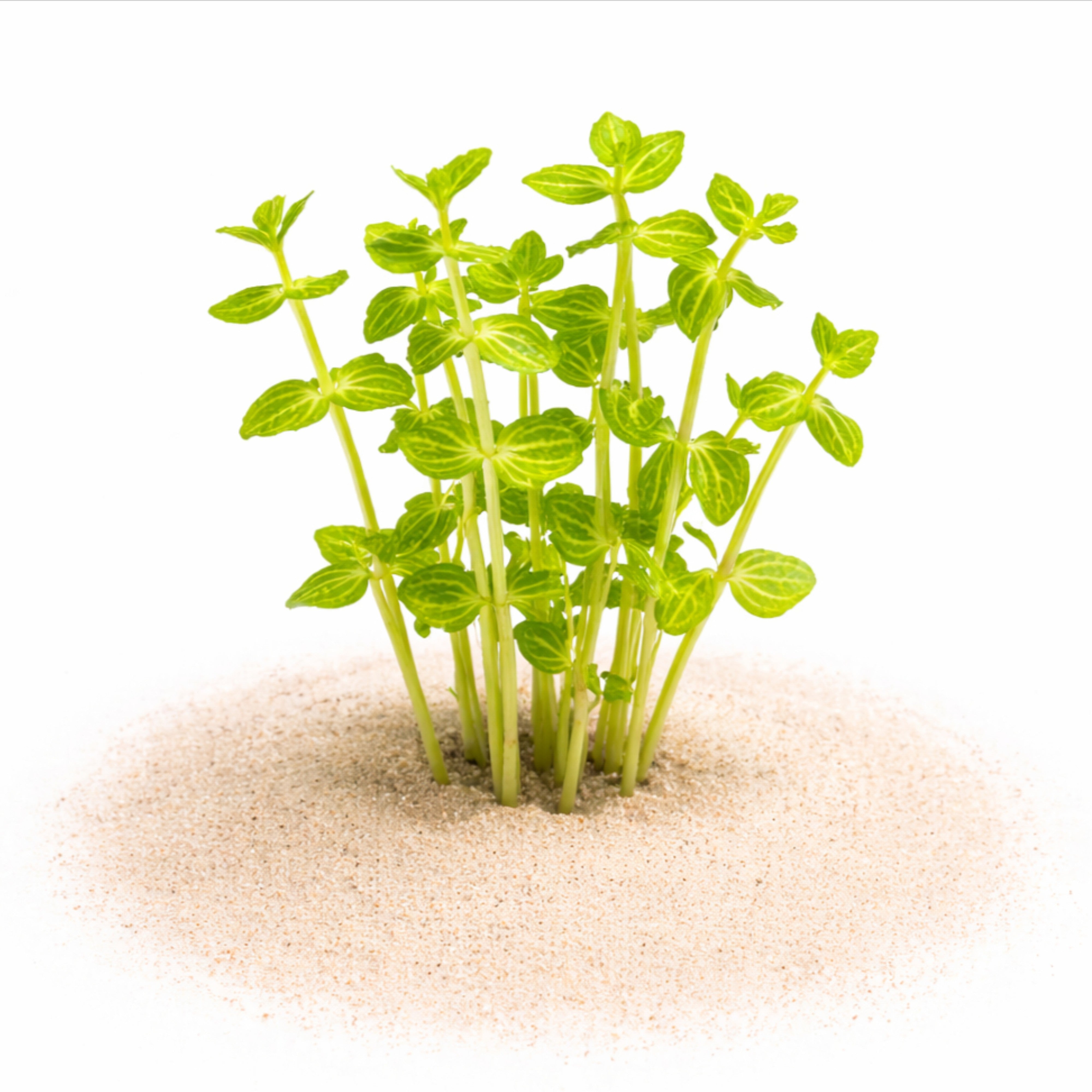 Lindernia rotundifolia 'Variegated' Dwarf Watermelon aquarium plant with striped green and white round leaves