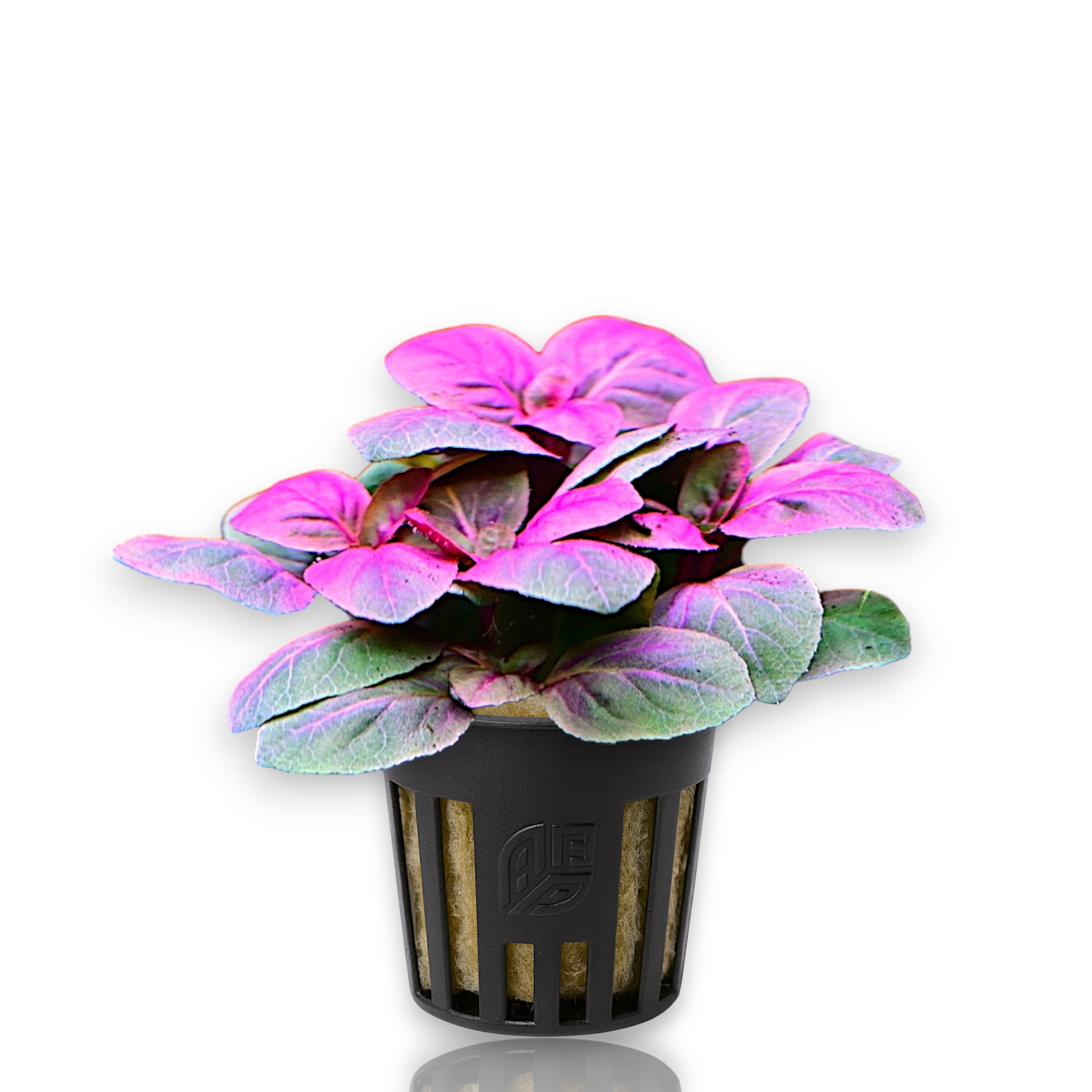 Lobelia cardinalis emergerd growth potted from Aquarium Plants Factory nursery
