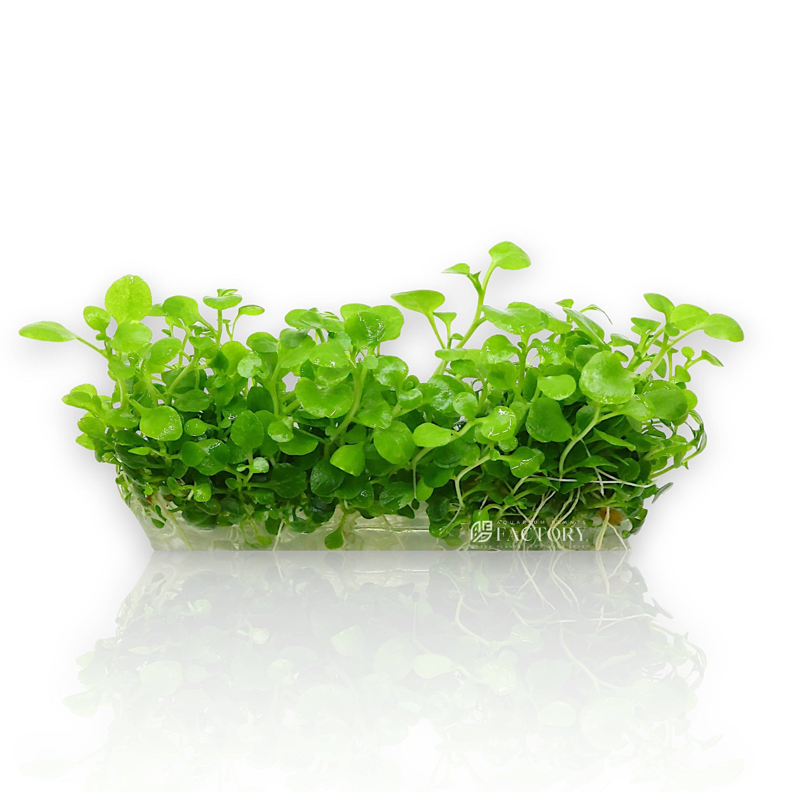 Now available in our sterile Vitro Culture® 4-inch bag, this cultivar is lab-grown using tissue culture technology to ensure a 100% pest-free, algae-free, and pesticide-free start—perfect for precision aquascaping and shrimp-safe tanks.
