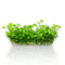 Now available in our sterile Vitro Culture® 4-inch bag, this cultivar is lab-grown using tissue culture technology to ensure a 100% pest-free, algae-free, and pesticide-free start—perfect for precision aquascaping and shrimp-safe tanks.