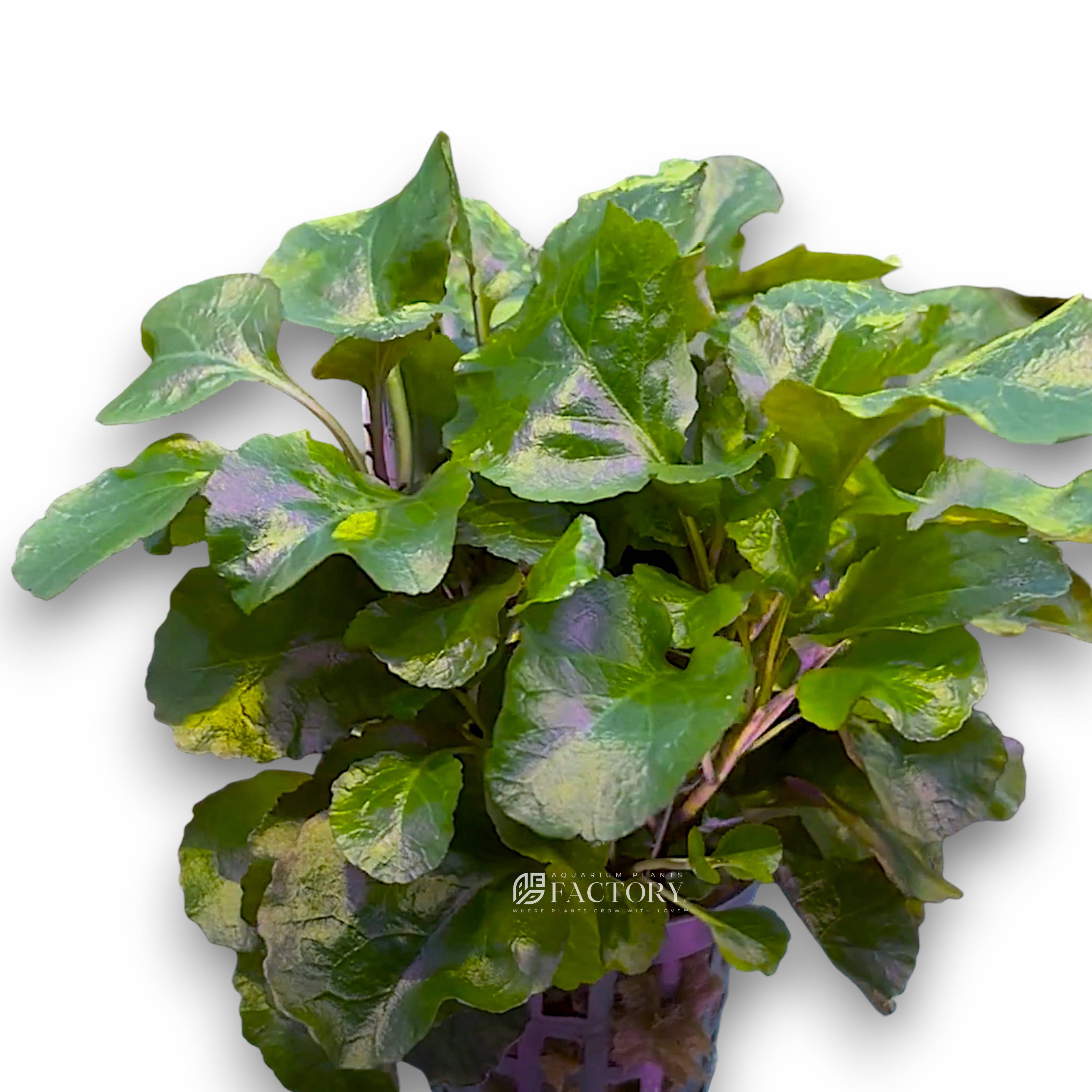Emersed Lobelia Cardinalis Mini Wavy showing green tops and red-purple undersides.