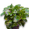 Emersed Lobelia Cardinalis Mini Wavy showing green tops and red-purple undersides.
