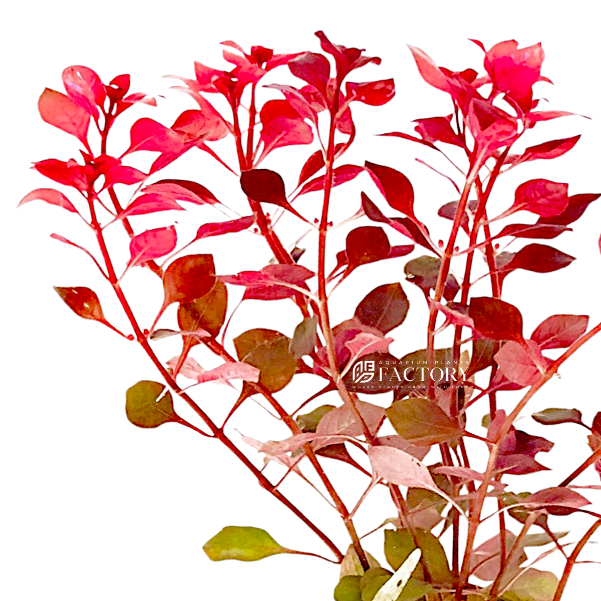 Ludwigia Super Red Mini live aquarium plant, another view