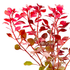 Ludwigia Super Red Mini