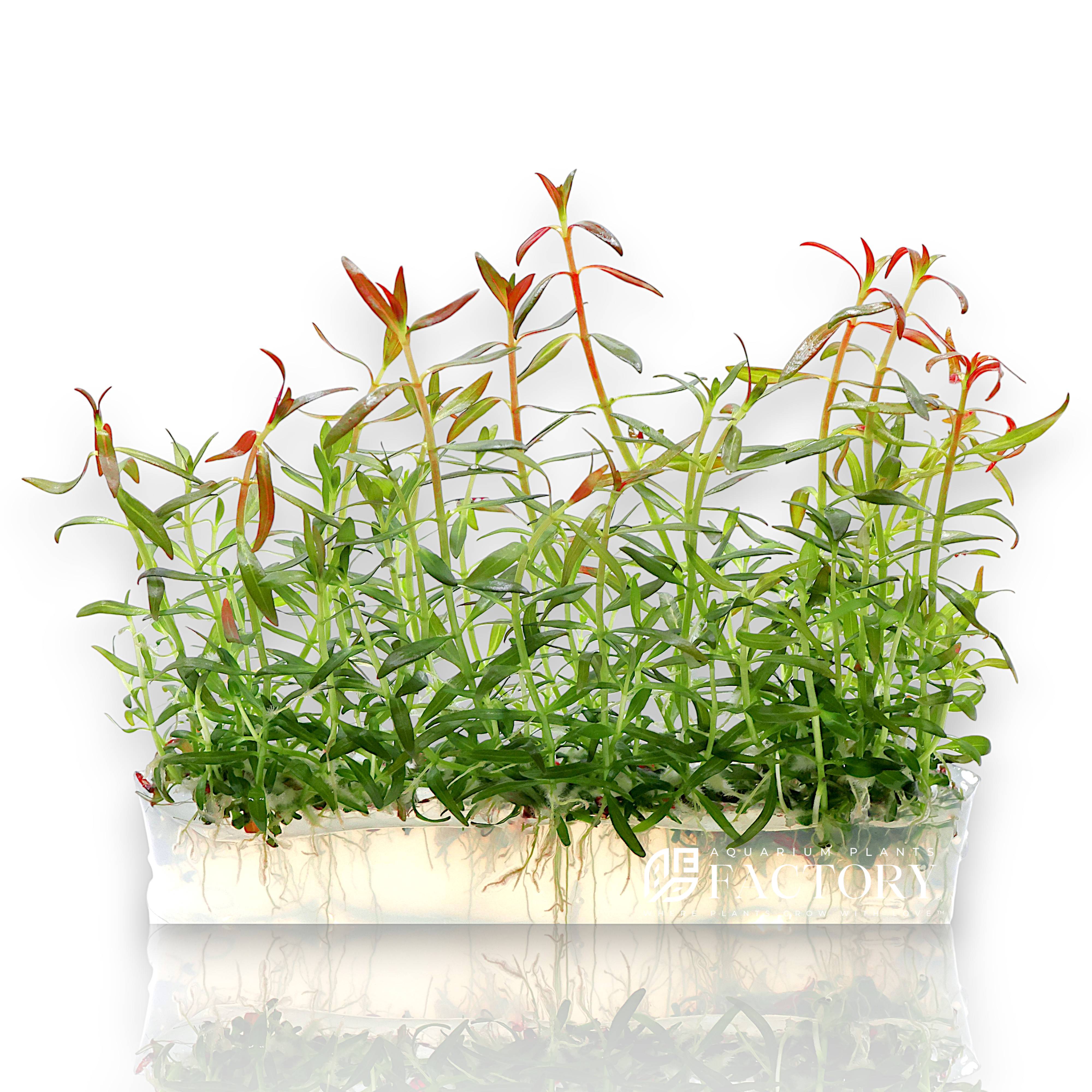 Ludwigia arcuata features thin, needle-like leaves arranged in whorls along gracefully arching stems. When provided with good light and nutrients, its foliage develops stunning orange to intense red shades, creating a dramatic midground or background accent. Its delicate structure sways beautifully in gentle water flow, enhancing the sense of depth and vitality in your layout.