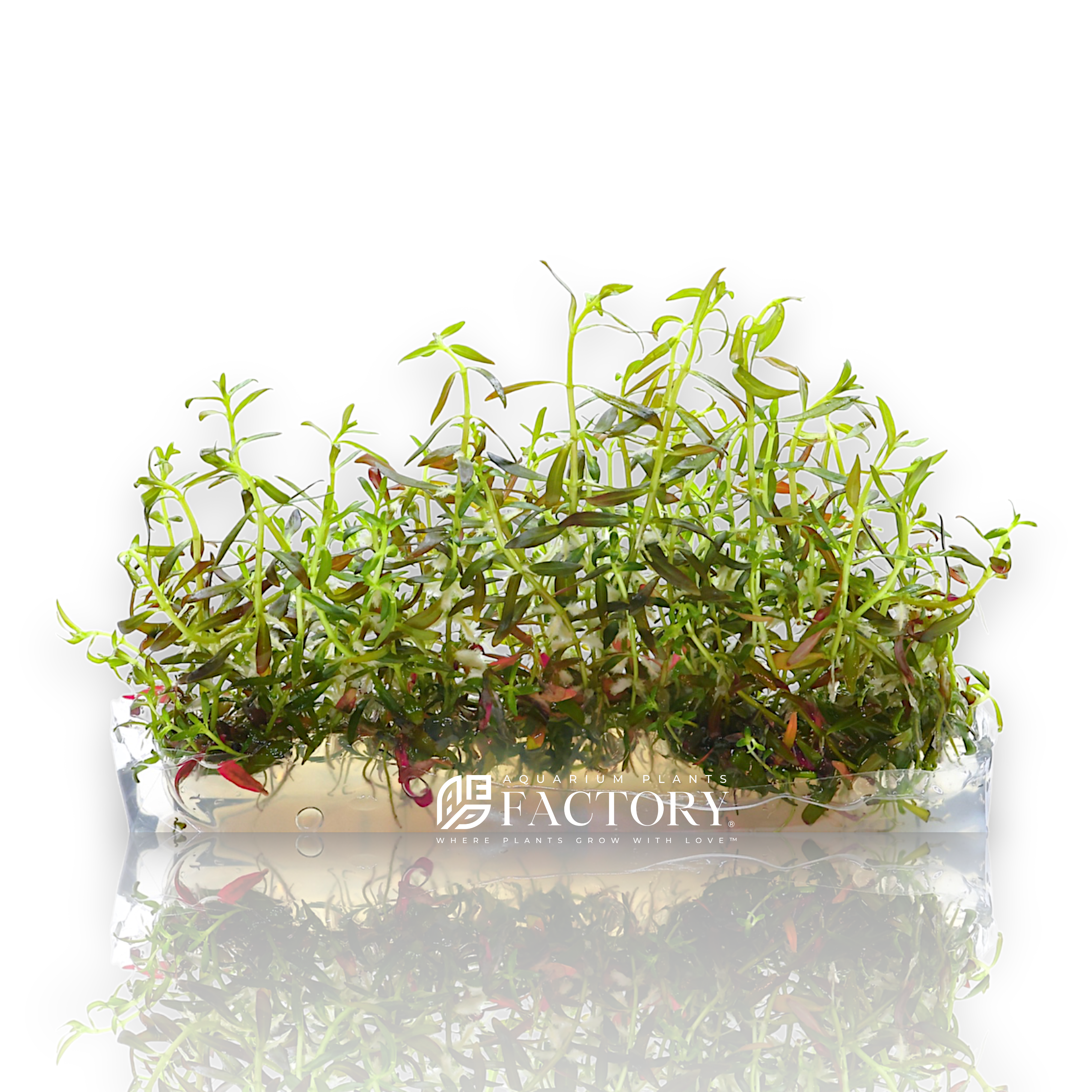 Ludwigia Brevipes also sold under different trade names such as Ludwigia Narrow Leaf and Ludwigia Needle Leaf. This narrow-leaved&nbsp;Ludwigia can be propagated by trimming and replanted and they look best when planted in groups in fish tanks and aquariums.&nbsp;