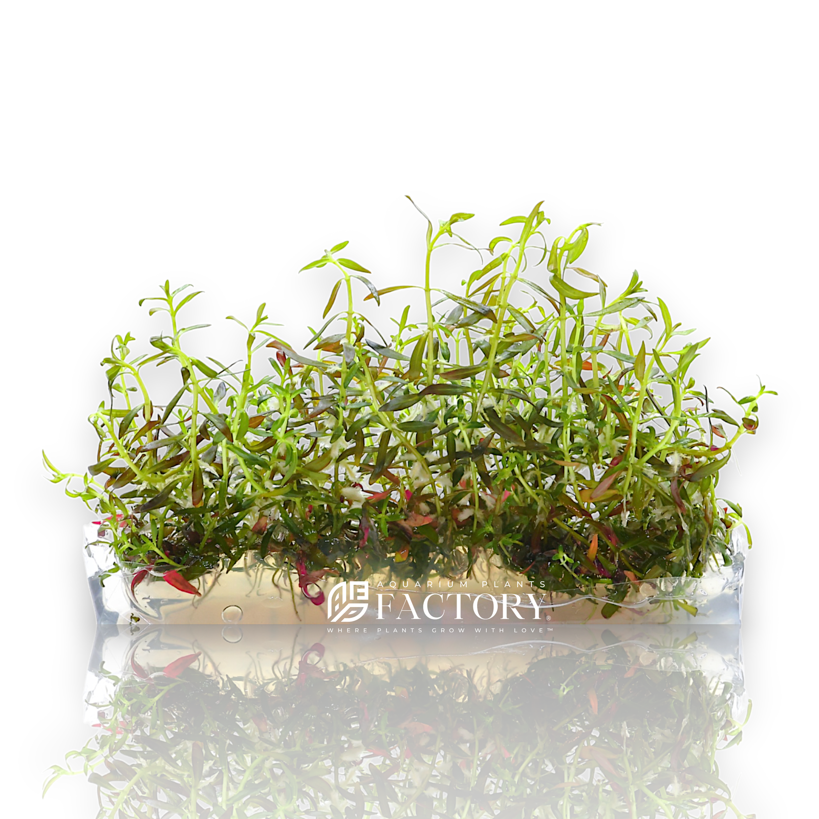 Ludwigia Brevipes also sold under different trade names such as Ludwigia Narrow Leaf and Ludwigia Needle Leaf. This narrow-leaved Ludwigia can be propagated by trimming and replanted and they look best when planted in groups in fish tanks and aquariums. 