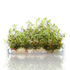 Ludwigia Brevipes also sold under different trade names such as Ludwigia Narrow Leaf and Ludwigia Needle Leaf. This narrow-leaved&nbsp;Ludwigia can be propagated by trimming and replanted and they look best when planted in groups in fish tanks and aquariums.&nbsp;