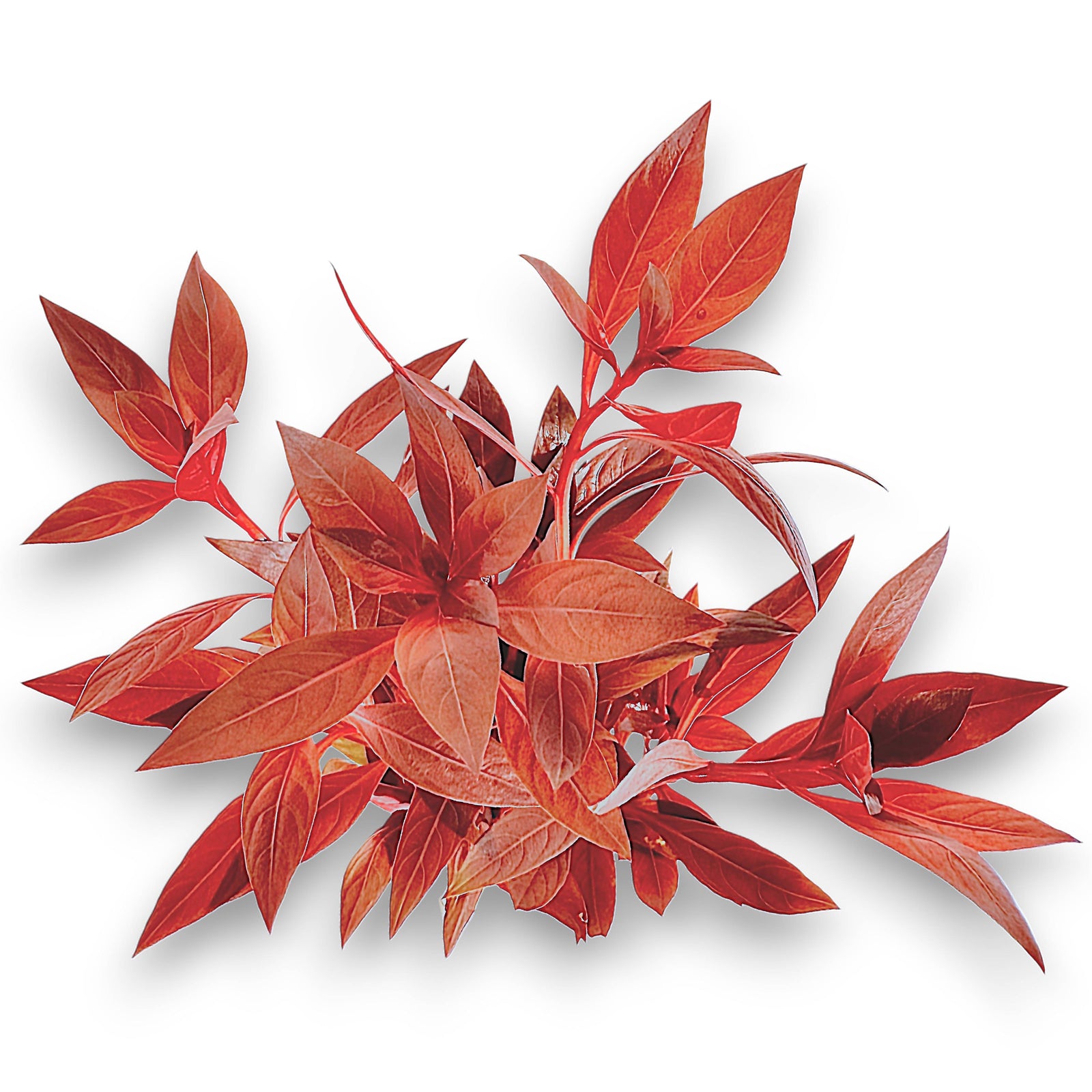 Ludwigia Peruensis (Ludwigia glandulosa) – Rare Red Aquarium Plant