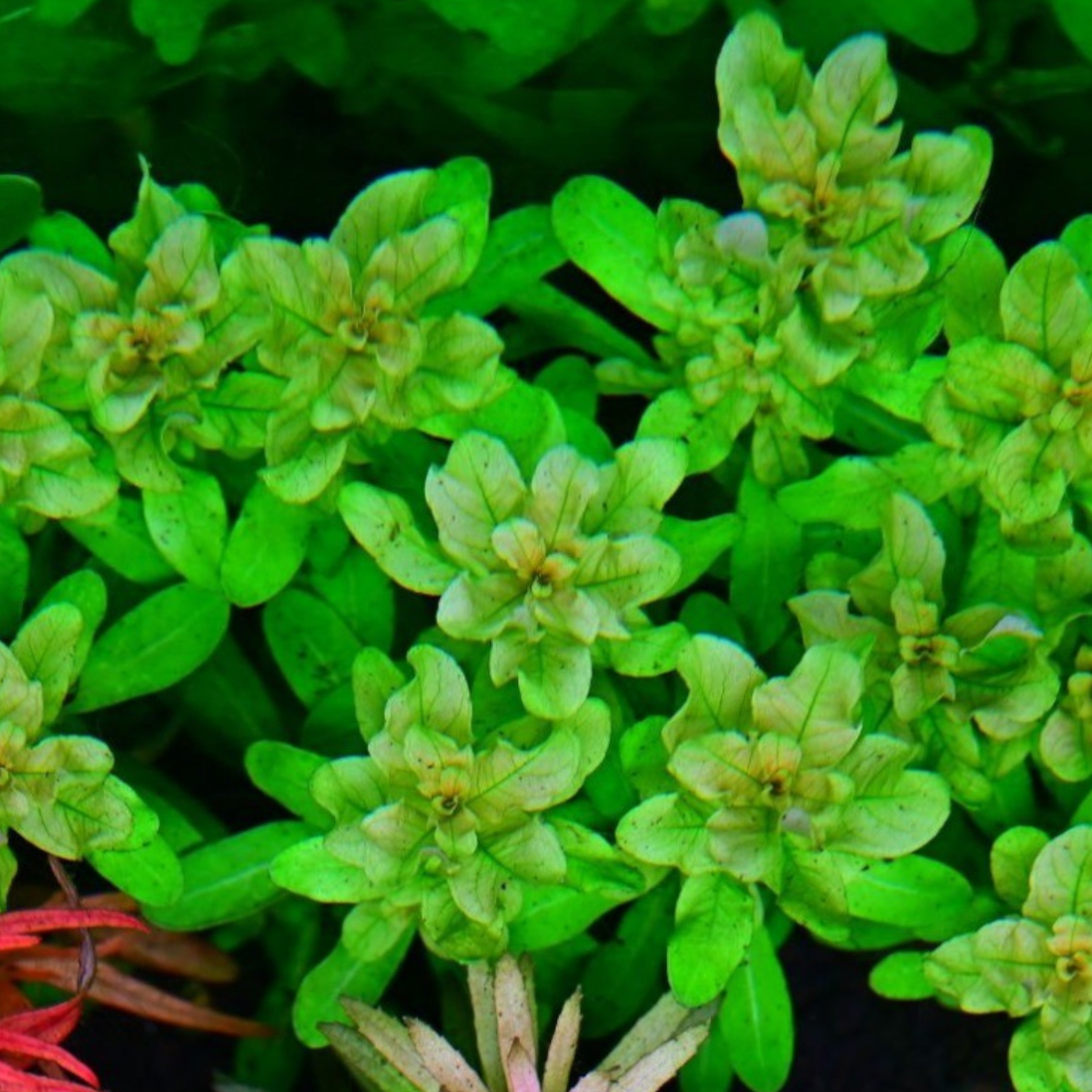 Ludwigia Inclinata ‘Green’ stem plant with slender bright-green leaves in aquarium