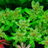 Ludwigia Inclinata ‘Green’ stem plant with slender bright-green leaves in aquarium