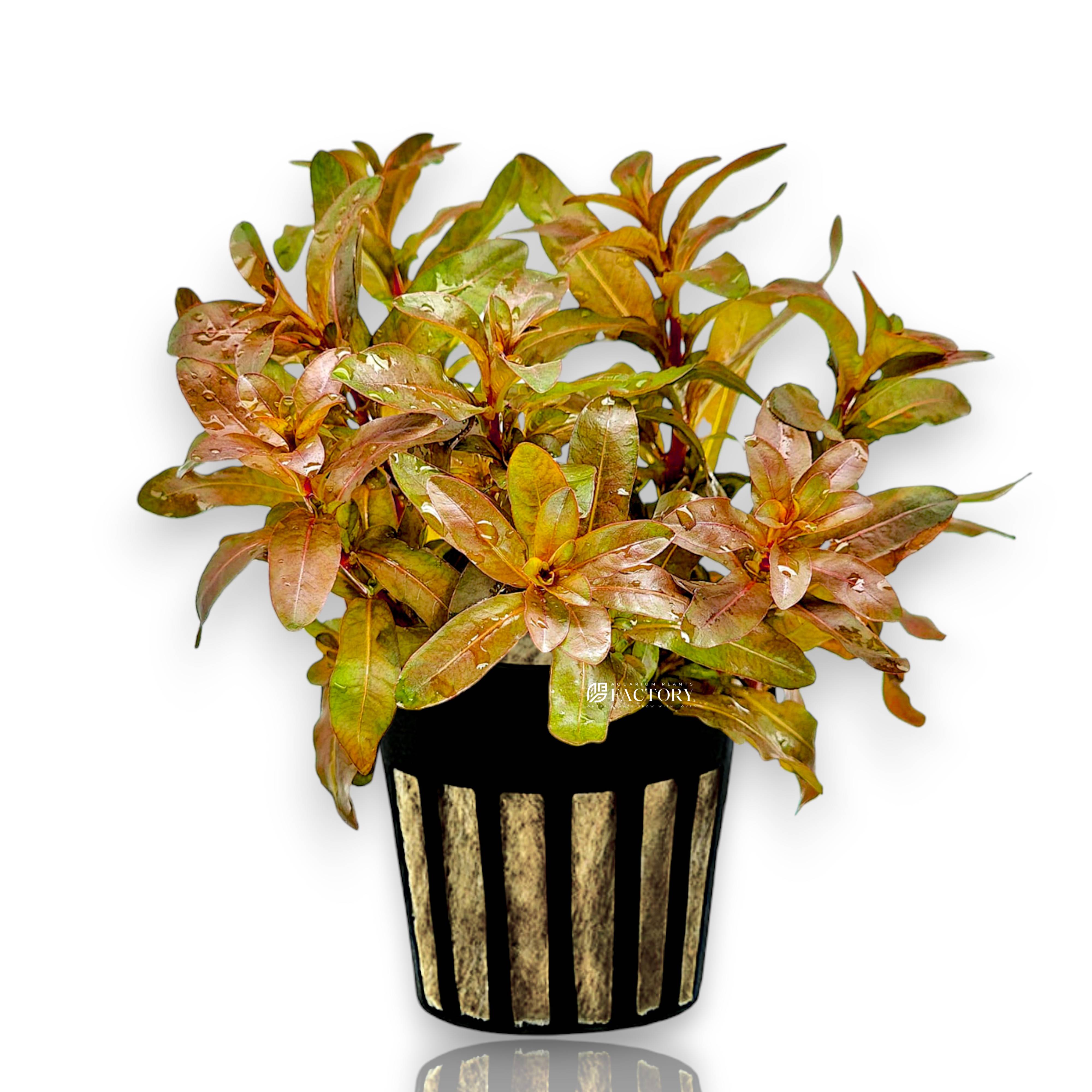 Potted Ludwigia Inclinata aquarium plant with slender orange-red leaves in rockwool