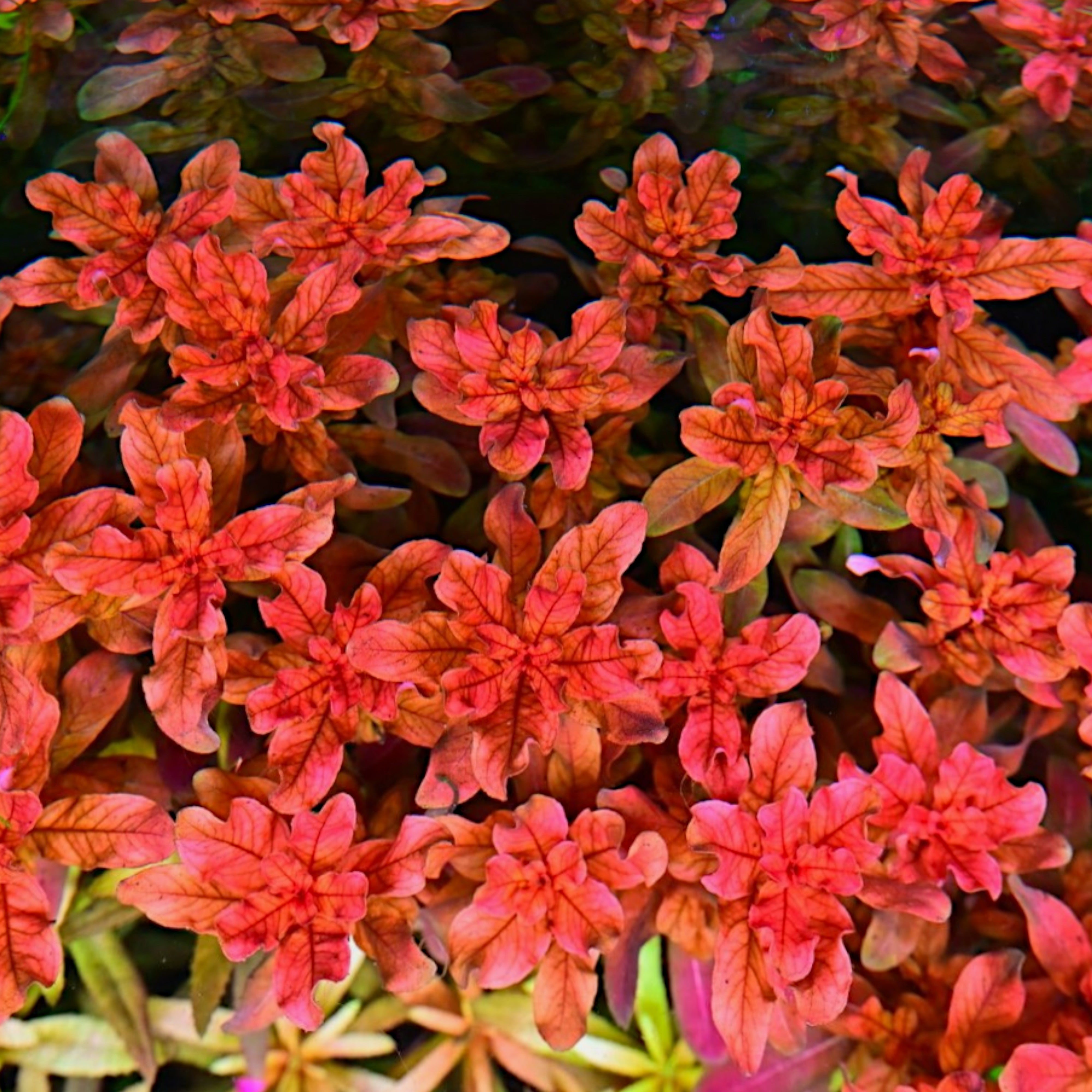 Ludwigia Inclinata transforming from orange to red leaves under high light