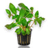 Rare Ludwigia marilia aquarium stem plant with round light green and orange leaves.