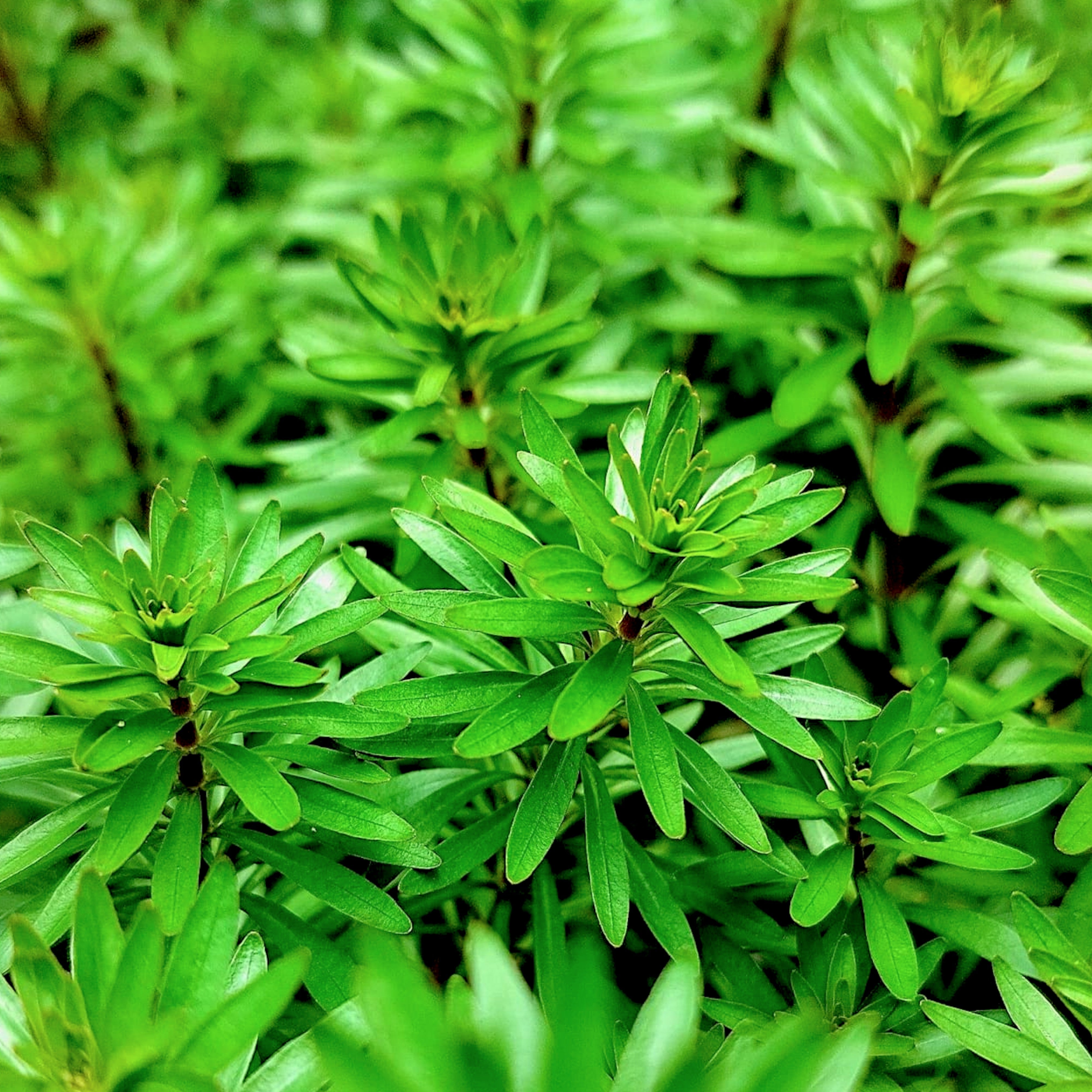 Close-up of Ludwigia inclinata var. verticillata ‘Meta’ with narrow whorled leaves