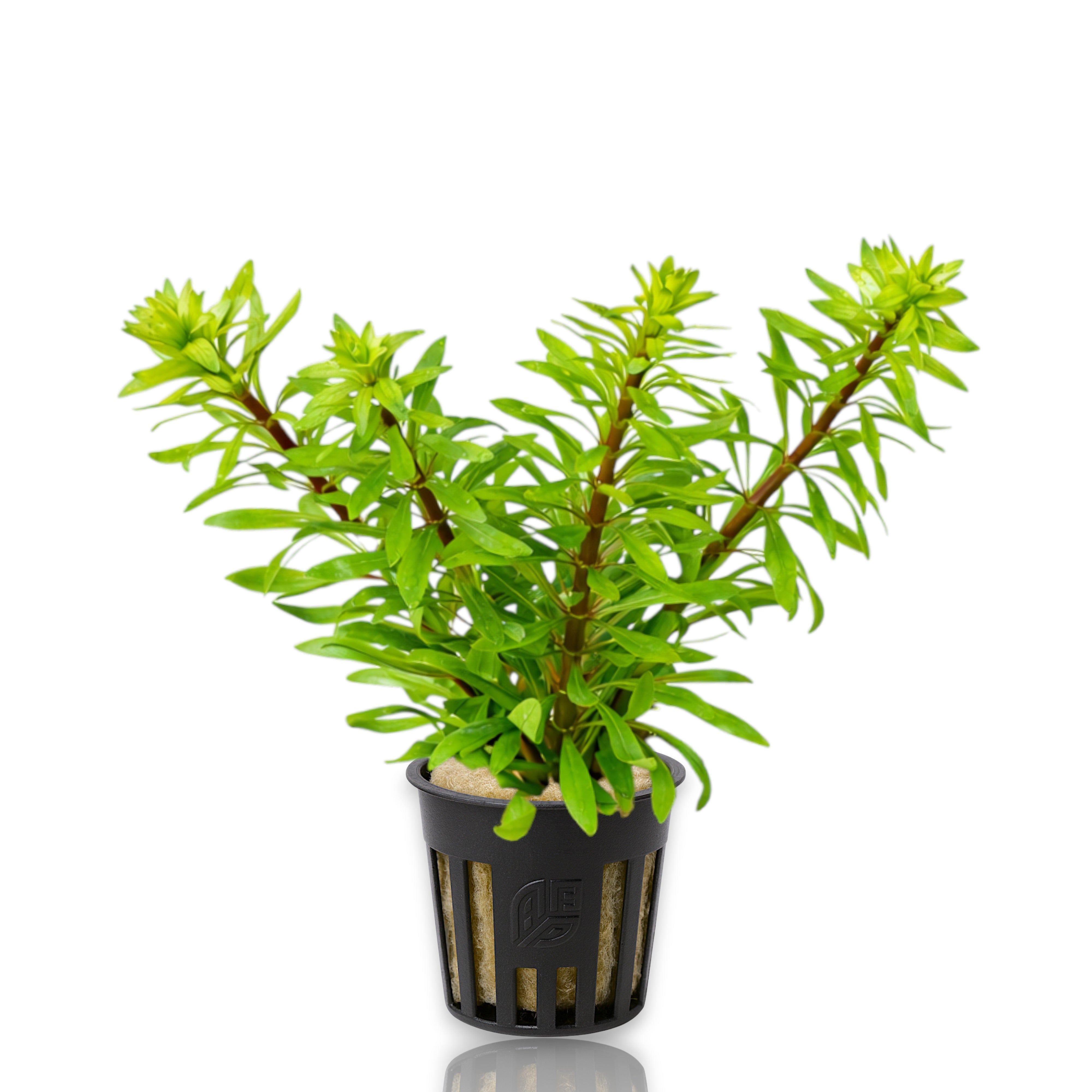 A healthy potted of premium Ludwigia Meta from Aquarium Plants Factory, ready for planting in a aquarium tank.