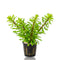 A healthy potted of premium Ludwigia Meta from Aquarium Plants Factory, ready for planting in a aquarium tank.