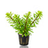 A healthy potted of premium Ludwigia Meta from Aquarium Plants Factory, ready for planting in a aquarium tank.