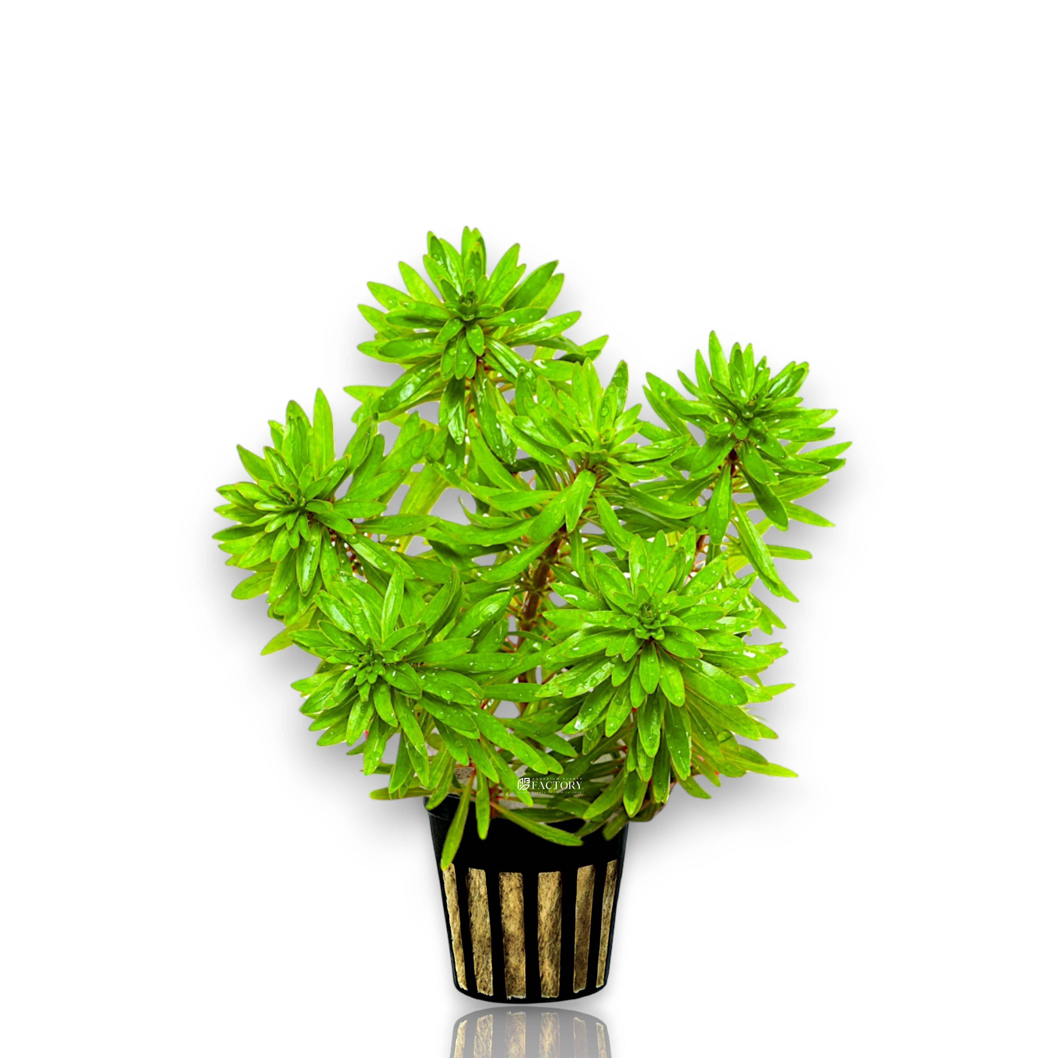 Potted Ludwigia Meta aquarium plant grown in rockwool from Aquarium Plants Factory