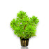 Potted Ludwigia Meta aquarium plant grown in rockwool from Aquarium Plants Factory