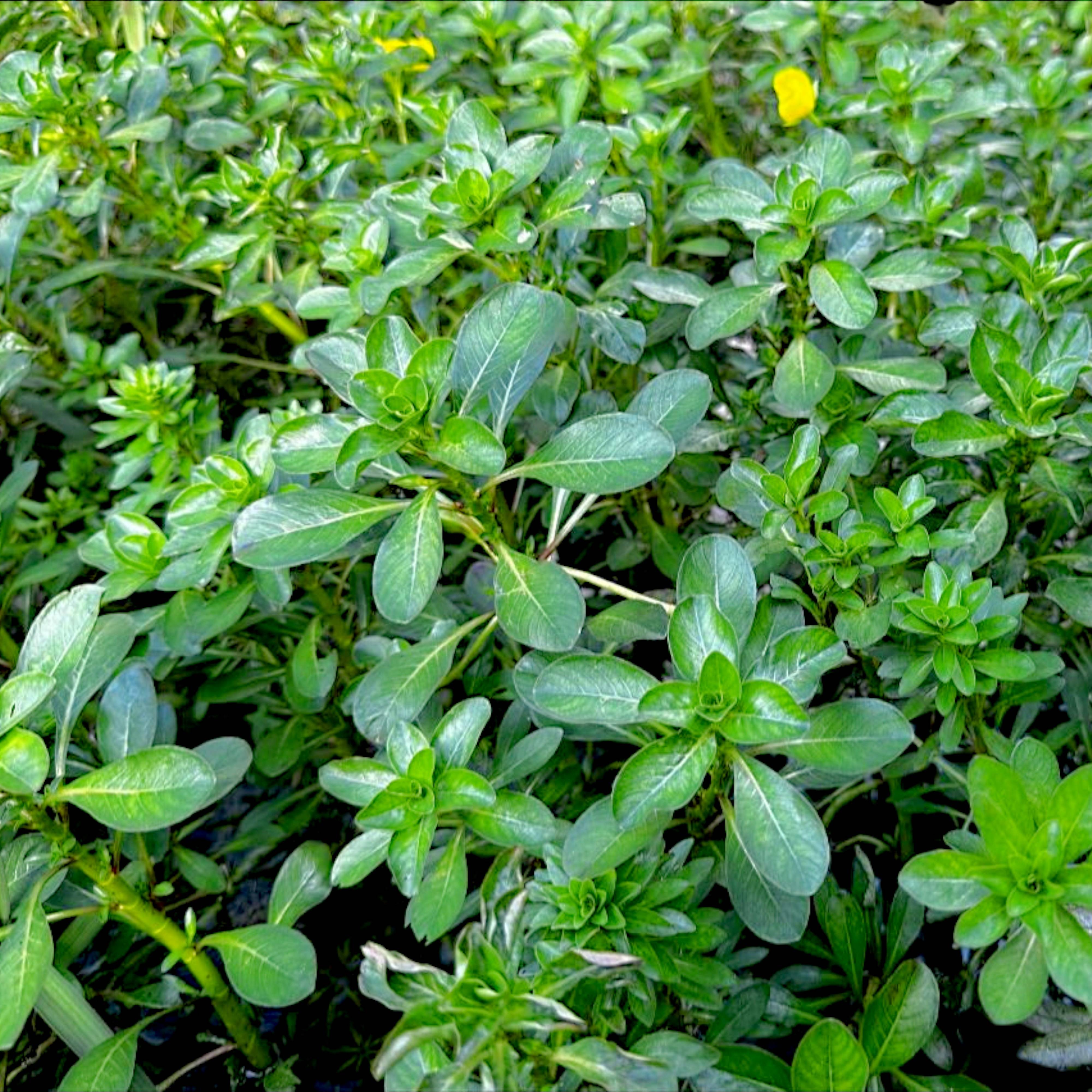 Healthy emersed Ludwigia Pantanal cultivated at Aquarium Plants Factory with green leaf whorls
