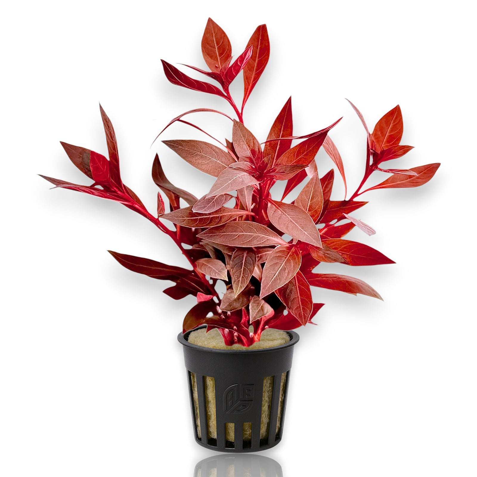 Potted Ludwigia glandulosa with upright stems and burgundy leaves in rockwool net pot.