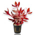 Potted Ludwigia glandulosa with upright stems and burgundy leaves in rockwool net pot.